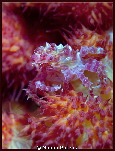 Candy by Nonna Pokras 